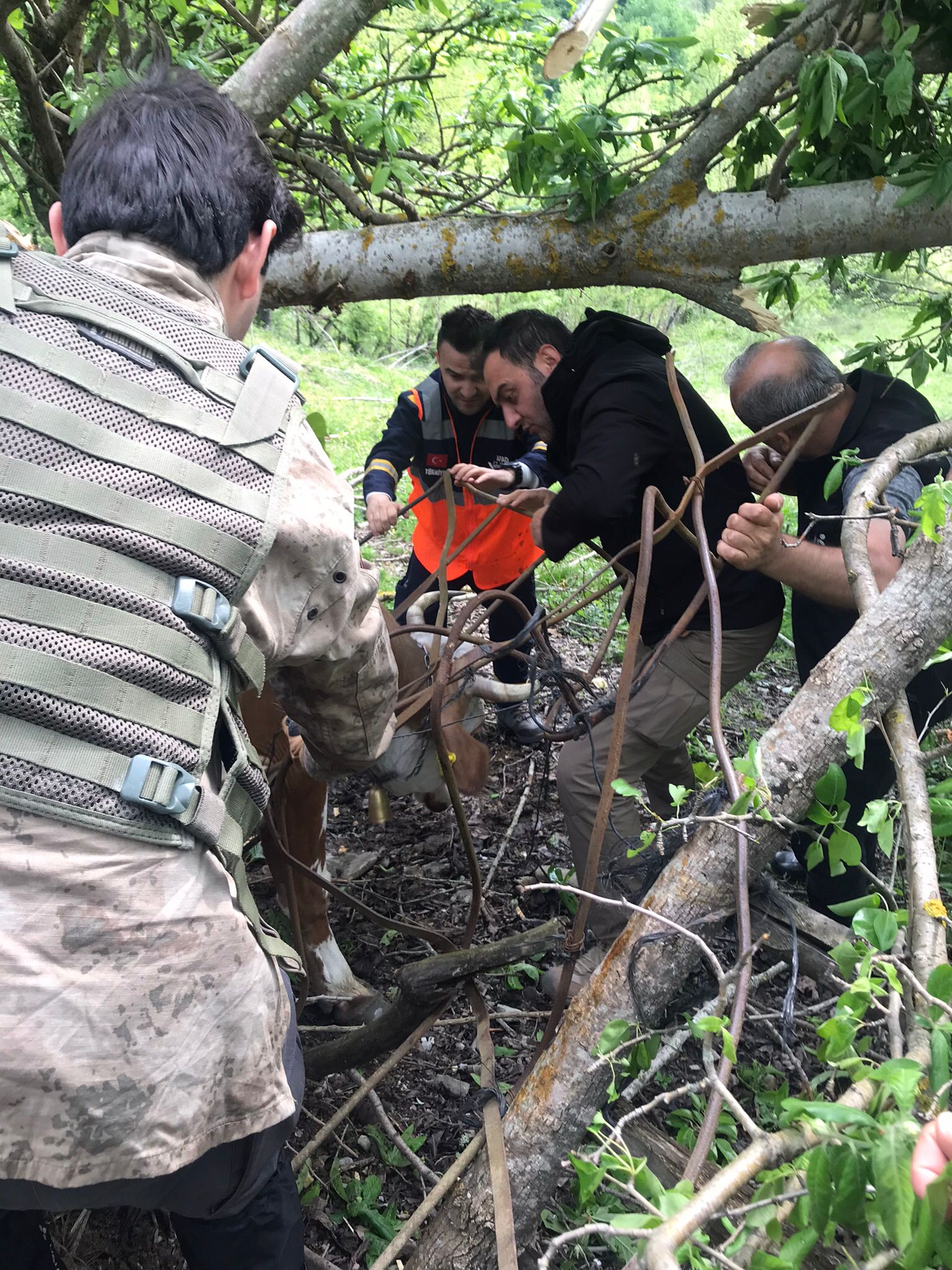 Başı Demire Sıkışan İneği AFAD Gönüllüleri Kurtardı