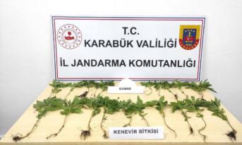 Safranbolu’da Jandarma’dan Kenevir Operasyonu