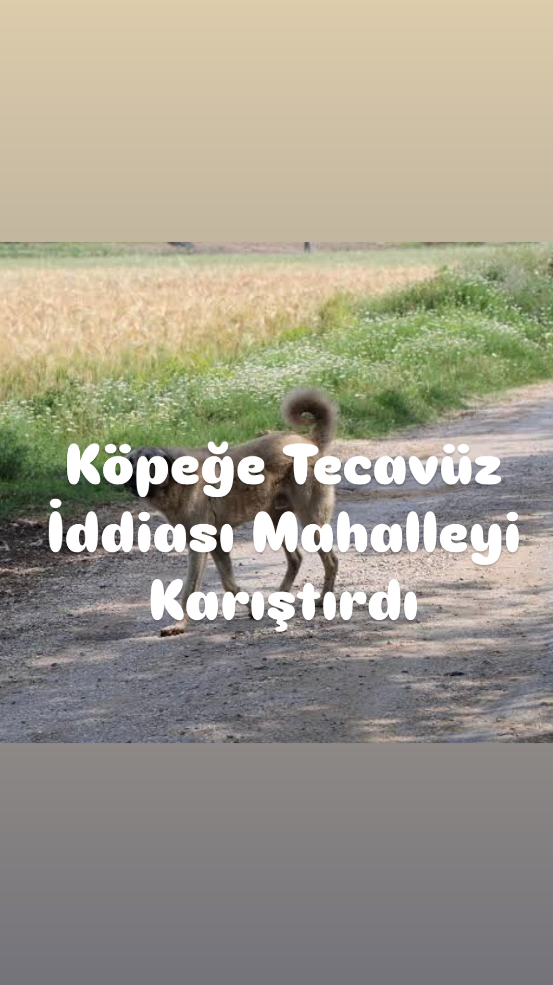 72 Yaşında Köpeğe Tecavüz Suçlamasıyla Gözaltına Alındı Mahalle Karıştı