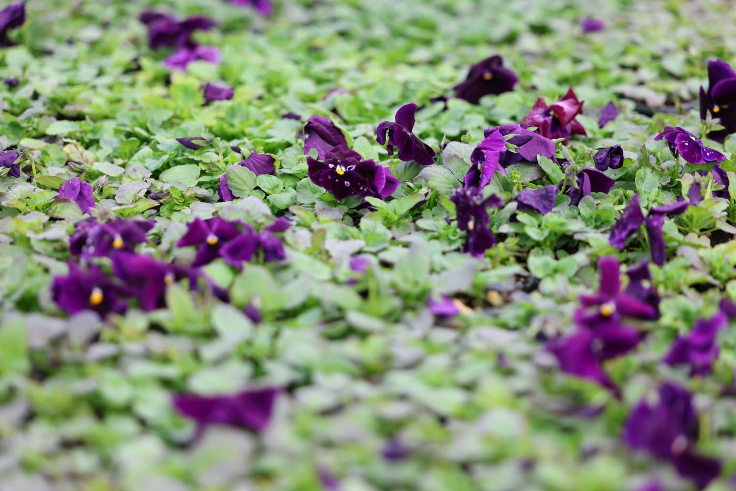 Safranbolu Belediyesi 90 bin çiçeğin tohumunu toprakla buluşturdu