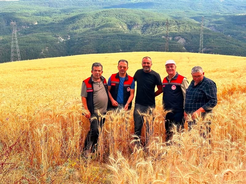 İlçe Tarım ve Orman Müdürlüğü Çekirge İstilasına Karşı Denetimde