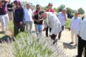 Vali Oktay Çağatay, Safranova’da Safran Dikim Etkinliğine Katıldı