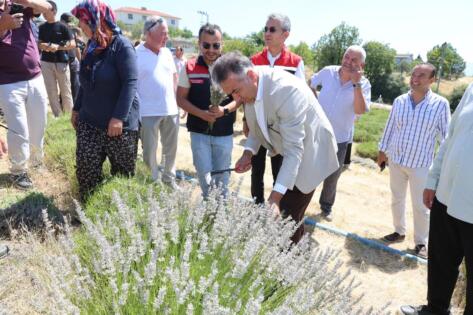 Vali Oktay Çağatay, Safranova’da Safran Dikim Etkinliğine Katıldı